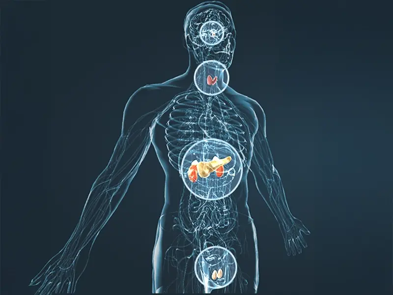 An anatomical illustration of circulation through the body